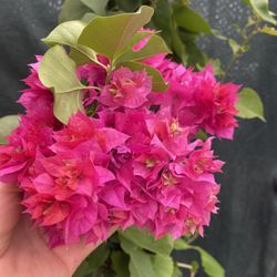Bougambilea, Camellina, Veranera Flowering   Plant,  With Double Petals In 5 Gallóns Pot 3 Feet Tall Pick Up Only