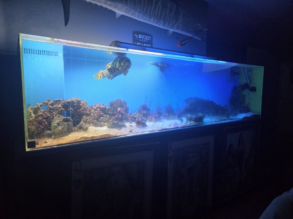 Huge BIG TANK come See SALTWATER CORAL A+