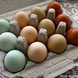 Free Range Chicken Eggs 