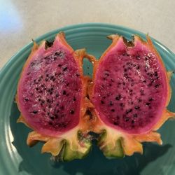 Frankie’s Red Dragon Fruit Rooted Cutting