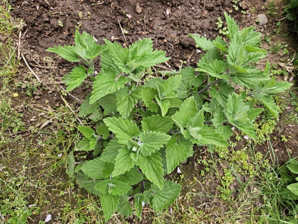 Fresh Catnip For Cats