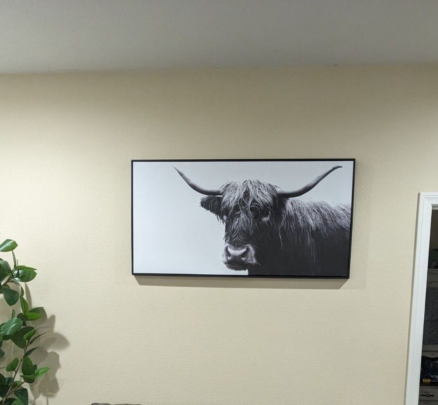 Large Highland Cow Pic