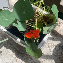 Nasturtium Plant in Ceramic Pot