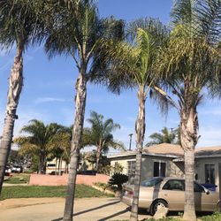 Palm Trees