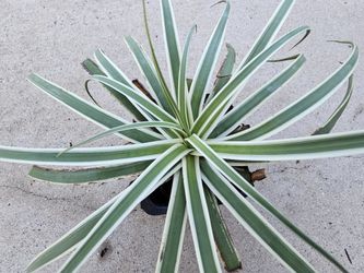Agave Bracteosa Variegated 4"