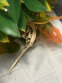 Lillywhite crested gecko plant