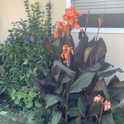 Cana Lily’s Plants
