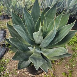 Agave Blue Flame