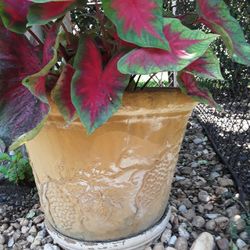 Huge Pot With Plant In Weeki Wachee Spring Hill