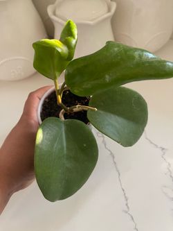 Hoya Surigaoensis