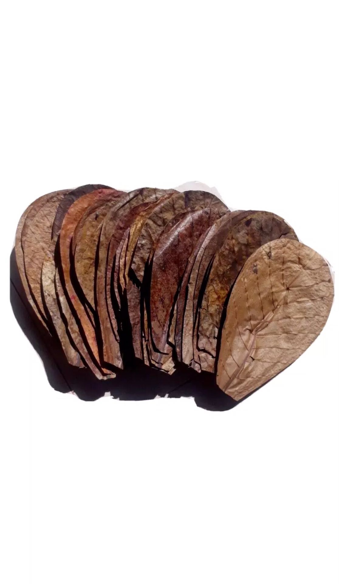Almond Leaves For  Your Fish Tanks Aquarium