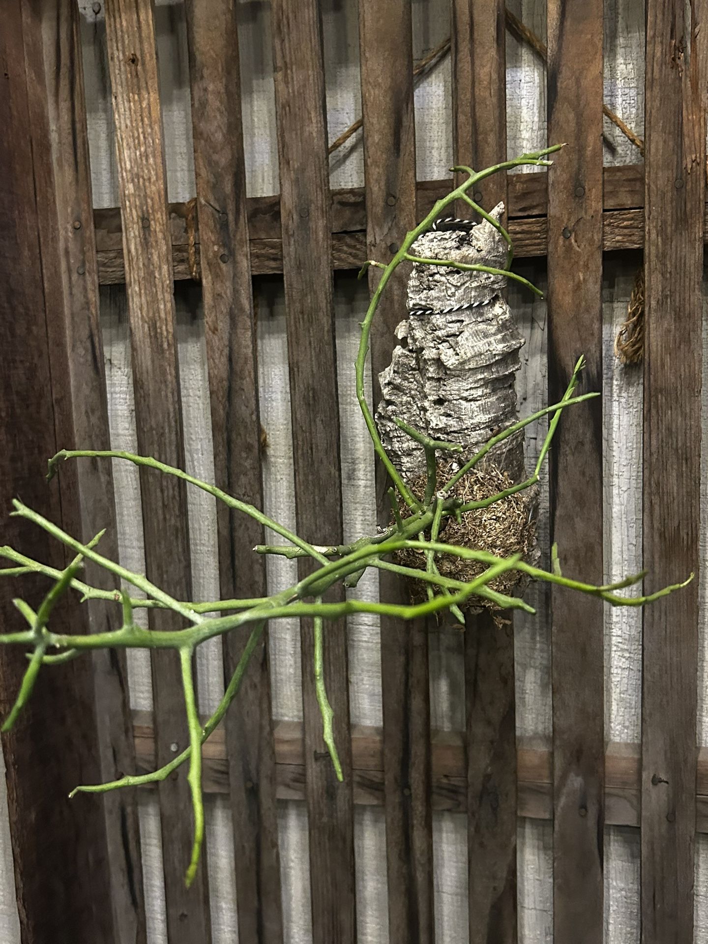 Succulent Attached To Driftwood With Moss