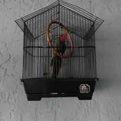 Small Bird Cage W/ Fake Wooden Parrot 