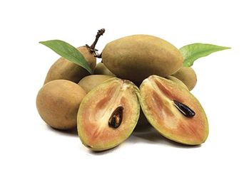 Sapodilla Fruit tree