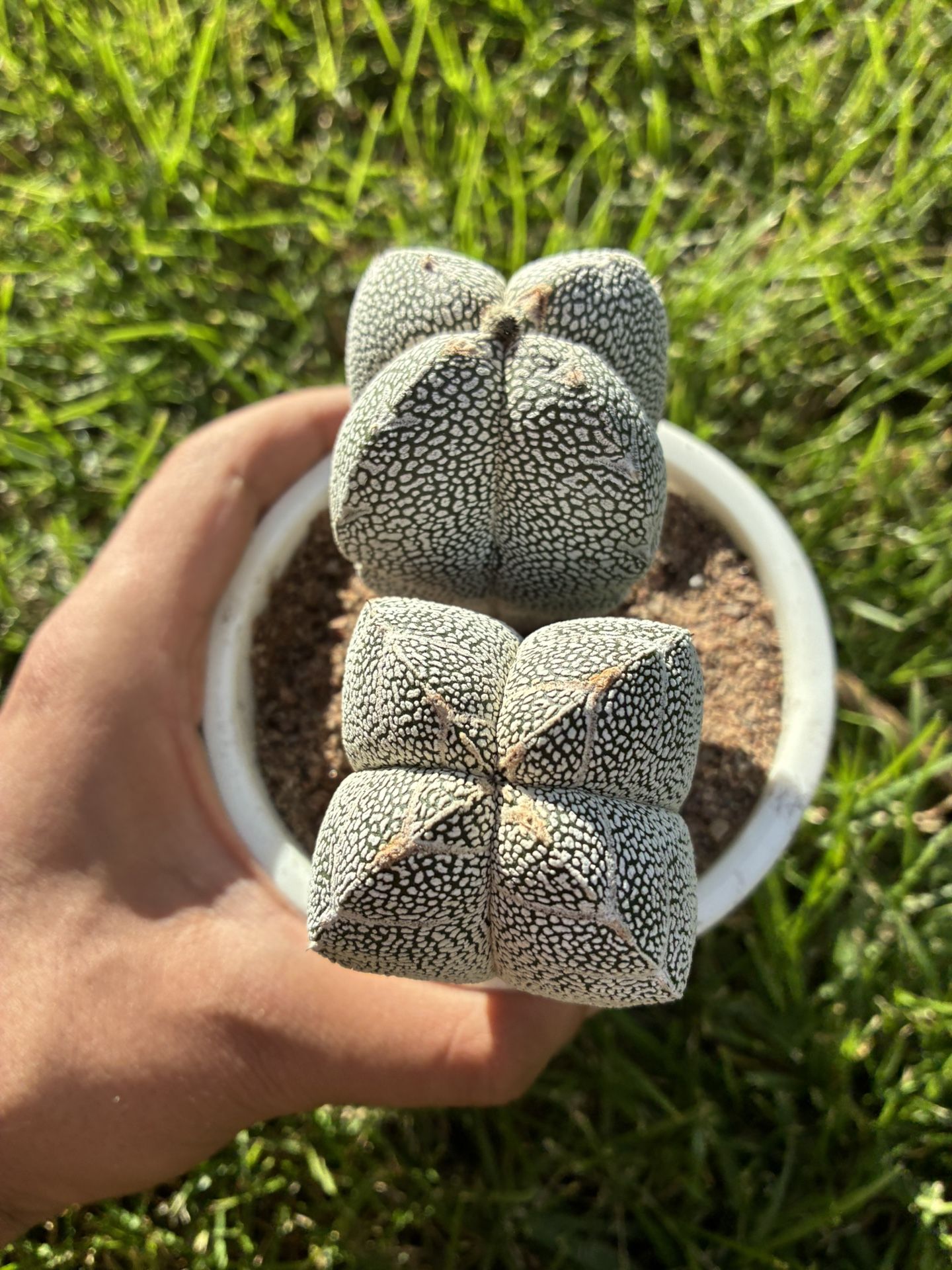 Astrophytum Onzuka V Type Rare Cactus Succulent Plant 