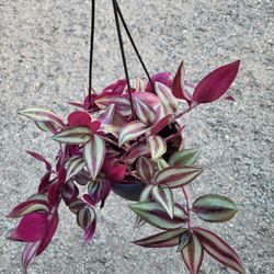 Wandering Jew Plant 6" Pot