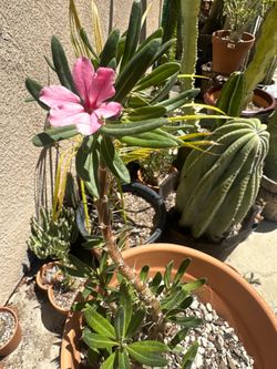 Pachypodium bispinosum