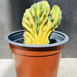 San Pedro Creastata Veriegated Cactus Imported