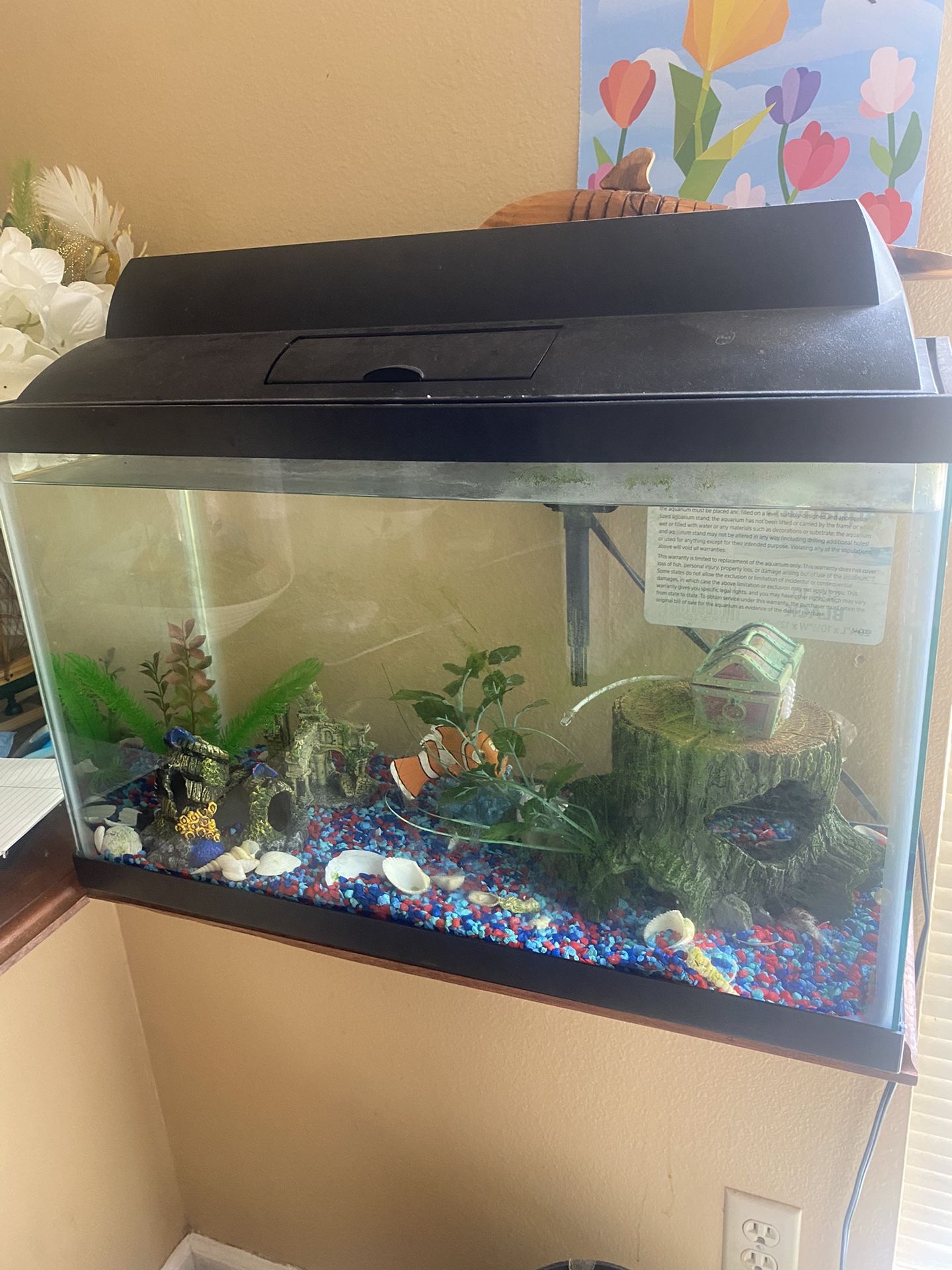 10 Gallon Tank