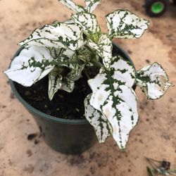 White Polka Dot Plant - (3.5 Inch Pot)