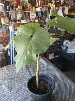 Hoja  Santa Pochata Acuyo Yerva Santa  