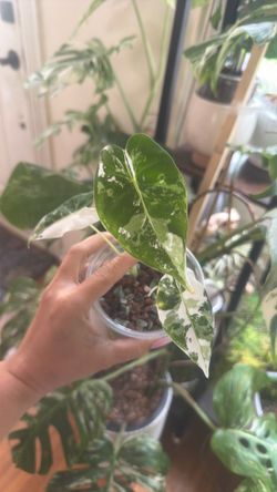 Alocasia Frydek Variegated