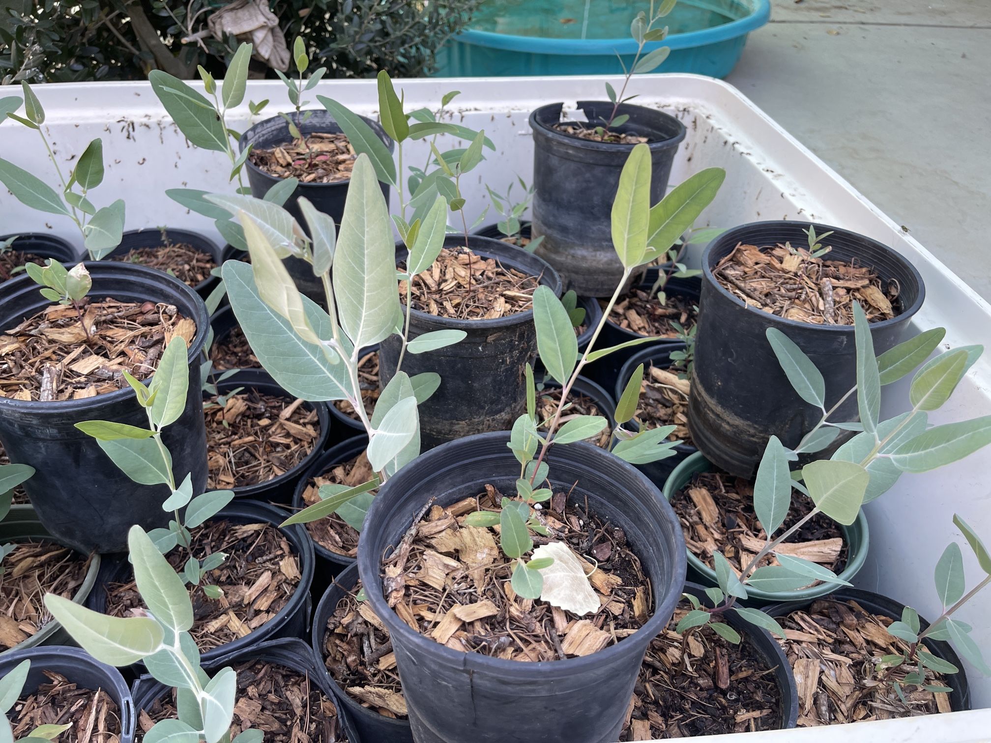 Eucalyptus Tress