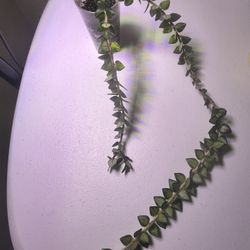 (PENDING) Hoya chinghungensis variegated, rooted in Fluval stratum