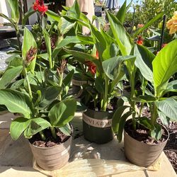Canna Lily Plants (Red / Orange Flowers) ready to plant