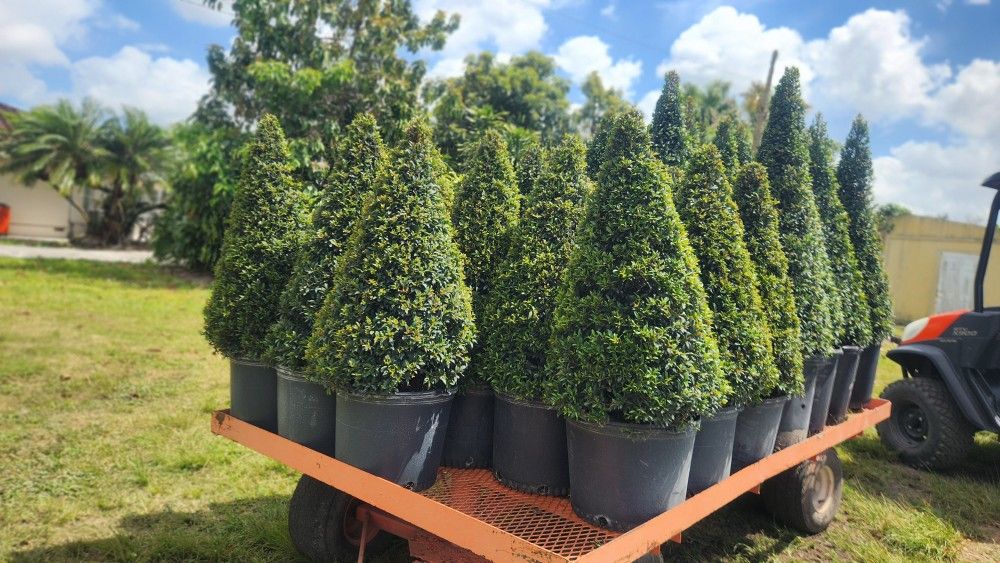 Spectacular Topiary Plants !!! Different Sizes And Prices !!! Desde $35
