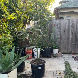 2 Healthy Avocado Tree