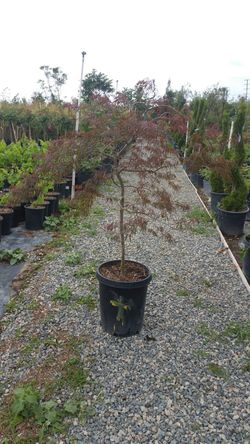 Japanese maple dwarf