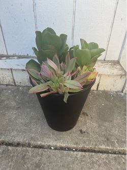 Potted succulents