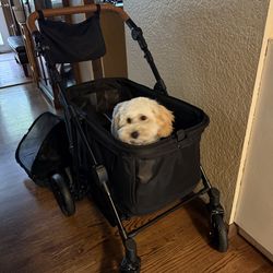 New Stroller