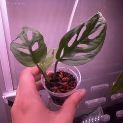 Monstera Adansonii (Swiss Cheese)