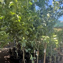 Mexican Key Lime 🍋‍🟩 Trees 5 1/2 The Tall $60 Each Price Firm