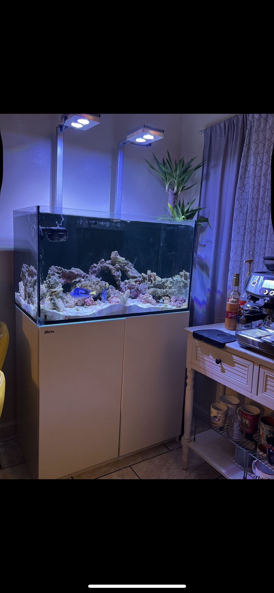 Red Sea Fish Tank