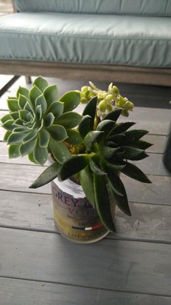 Wine bottle succulent gardens