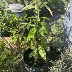 Lula Avocado Tree Live Outside  Size 50-55 Inch