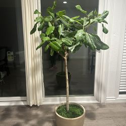 5ft Live Ficus Tree Indoor/outdoor Potted Plant