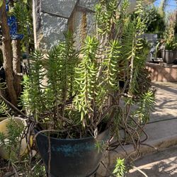 Succulents &  Cactus In Ceramic Pot