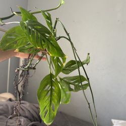 MONSTERA PLANTS