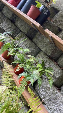Well established Sword Fern perennial plant