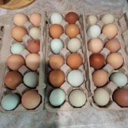 Fresh Farm Eggs