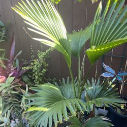 Pritchardia martii palm “Hawaiian Fan Palm”