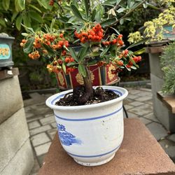 koidzumii Bonsai