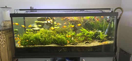 75 Gal Aquarium Setup