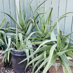 Ex Large Healthy Aloe Vera Plants