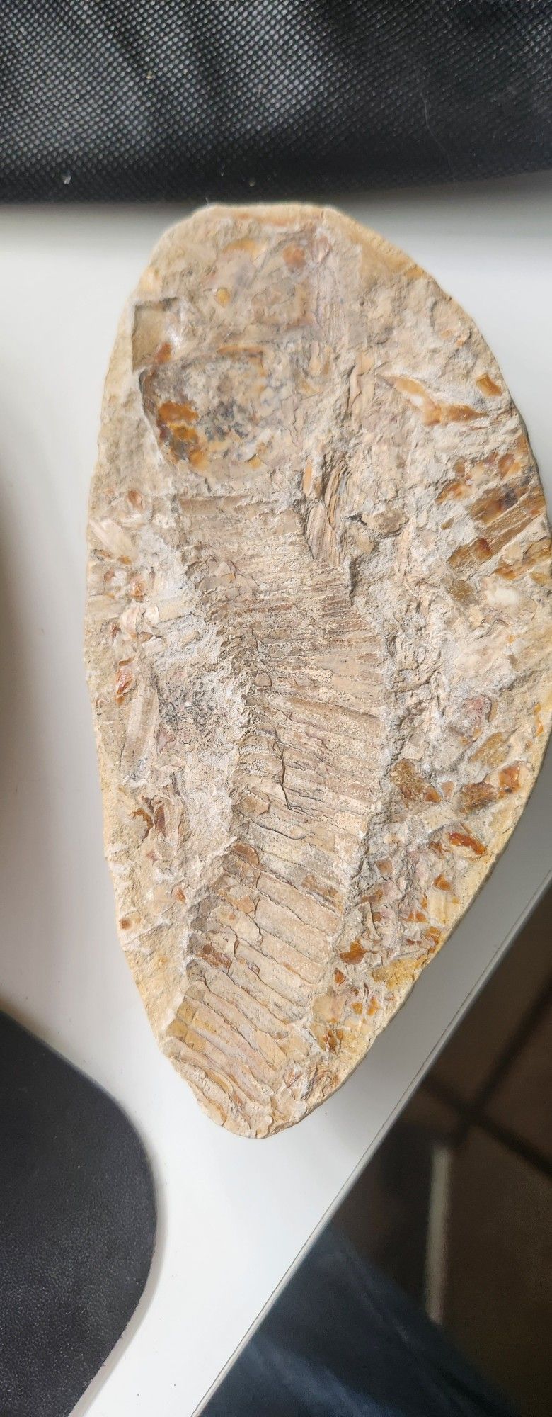 Fossil- Ray Finned Fish