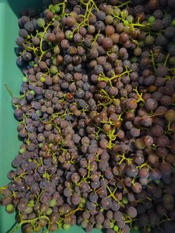 Cabernet Sauvignon grapes